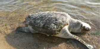 Ayağına 'parke taşı' bağlanmış ölü caretta caretta kıyıya vurdu -