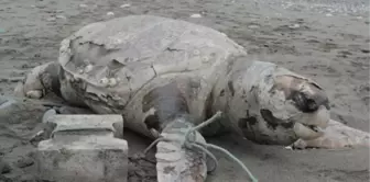 Caretta Caretta'yı Ayağına Taş Bağlayıp Denize Atmışlar