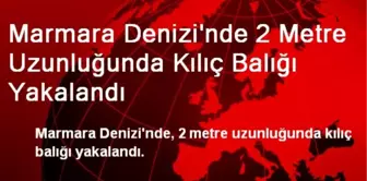 Marmara Denizi'nde 2 Metre Uzunluğunda Kılıç Balığı Yakalandı