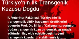 Türkiye'nin İlk Transgenik Kuzusu Doğdu