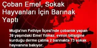 Çoban Emel, Sokak Hayvanları İçin Barınak Yaptı