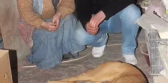 Safranbolu'da Köpeklerin Zehirlendiği İddia Edildi