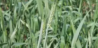 Havalar Isındı Buğdaylar Erken Başak Verdi