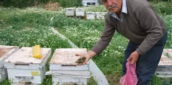 Aydın'da Şaşırtan Arı Ölümleri