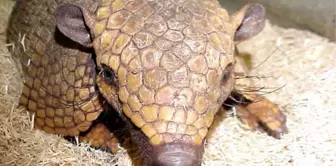 Dünya Kupası Maskotu 'Armadillo'Ya Ziyaretçi Akını