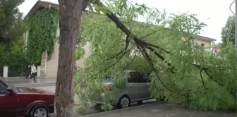 Rüzgarın Devirdiği Ağaç Otomobilin Üstüne Düştü