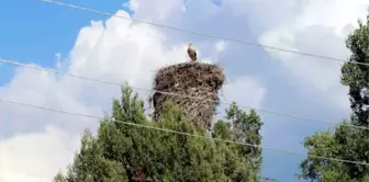 Leylekler Vadisi'nde Yavrular Ölmesin