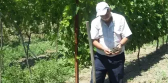 Karabük'te Üzüm ve Domateslerde Mildüyo Hastalığı