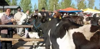 Simav'daki Şap Karantinası Kaldırıldı