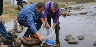 Ordu'nun Derelerine 16 Bin Alabalık Yavrusu Salındı