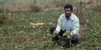 Ceviz Büyüklüğündeki Dolu Tarım Alanlarına Zarar Verdi