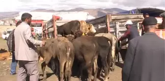 Doğu'dan Kurbanlık Sevkiyatı Hızlandı