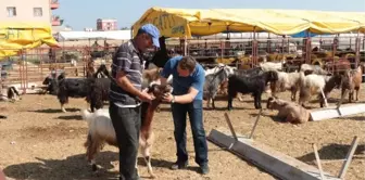 Aksu'da Kurban Denetimi