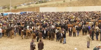 Kurbanlık Çok Alıcı Yok