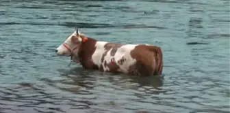 Kurbanlık Dana Dereye Düştü