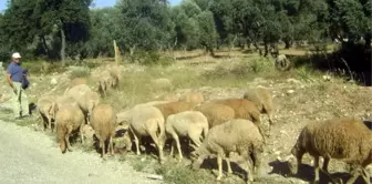 Küçükbaş Kurbanlıklar Elde Kaldı