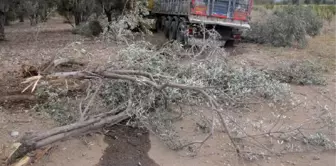 Kamyon Zeytin Ağaçlarına Çarparak Durabildi: 1 Yaralı