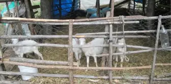 Kuduz Tilki Yüzünden Köy Karantinaya Alındı