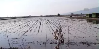 Büyük Menderes Nehrindeki Su Taşkını Söke Ovasını Vurdu