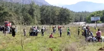 Köyceğiz'de Sığla Dikim Şenliği Düzenlendi