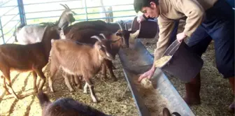 Yem Sanayisinde İthalat Tehlikeli Boyutlara Çıktı