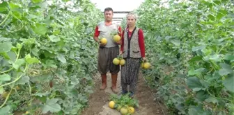 Türkiye'nin İlk Kavun Hasadı Silifke'de Başladı