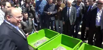 Tedavi Edilen 4 Deniz Kaplumbağası Doğal Ortamlarına Bırakıldı