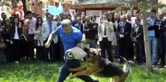 Köpeklerin Eğitim Gösterisine İzleyicilerden Yoğun İlgi