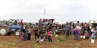 Adana'da Dar Gelirli Vatandaşlar Patates Tarlasına Koştu