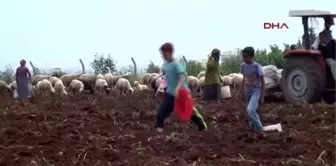 Adana'da Dar Gelirli Vatandaş Patates Tarlasına Koştu