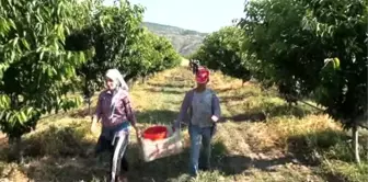 Devasa' Meyve Bahçesinde Kiraz Hasadı