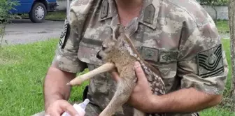 2 Haftalık Yavru Karaca Yaralı Olarak Bulundu