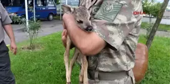 Samsun 2 Haftalık Yavru Karaca Yaralı Olarak Bulundu