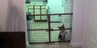 Prison Break Dizisini Fazla İzleyen Köpek