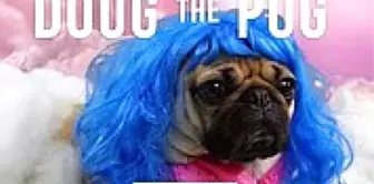 Doug The Pug ile Bütün Video Klipler Artık Daha Güzel