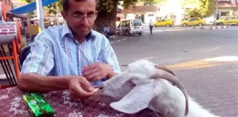 Köpek Gibi Eğitilen Keçi, Sahibinin Yanından Hiç Ayrılmıyor