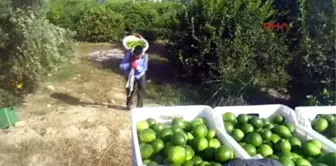 Mersin'de Limon Hasadı Başladı