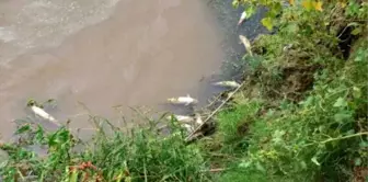 Gediz Nehri'nde Ürküten Toplu Balık Ölümü