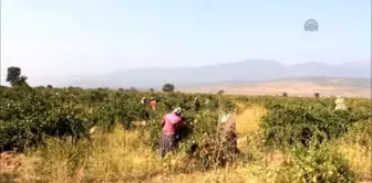 Hassa'da Bağ Bozumu Heyecanı