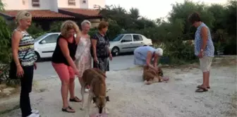 Yazlıkçıların Sokağa Terk Ettiği Kedi, Köpeklere Sahip Çıktılar