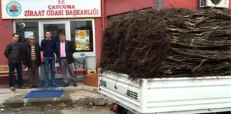 Çaycuma Ziraat Odası Meyve Fidanı Dağıtımına Başladı