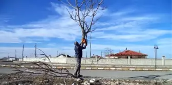 Cihanbeyli'de Ağaçlar Budanıyor