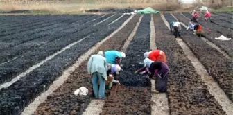 Dünyanın En Modern Fıstık Tesisi 30 Milyon TL'ye Siirt'e Kuruluyor