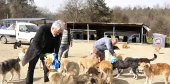 Yavru Köpek Sayesinde İntihardan Vazgeçti 'Hayvan Cenneti'ni Kurdu