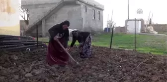 Kendin Üret Kendin Tüket Projesi' Meyvesini Verdi