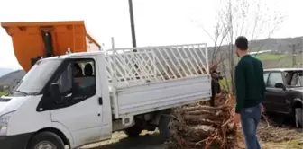 Üreticiye Dut Ağacı Dağıtıldı