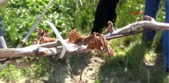 Manisa Sarıgöl ve Alaşehir'deki Bağlarda Don Zararı