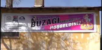 Bingöl'de 'En Güzel Buzağı' Yarışması Düzenlendi