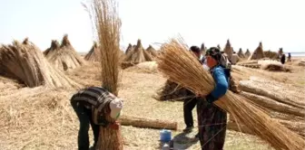 Eber Gölü'nde Kamış Hasadı Başladı