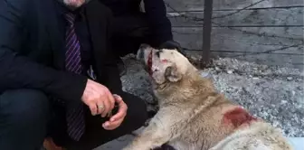 Van'da Yaralı Köpek İçin Seferberlik